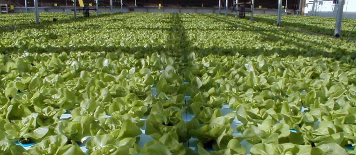 lettuce-rows-normalized
